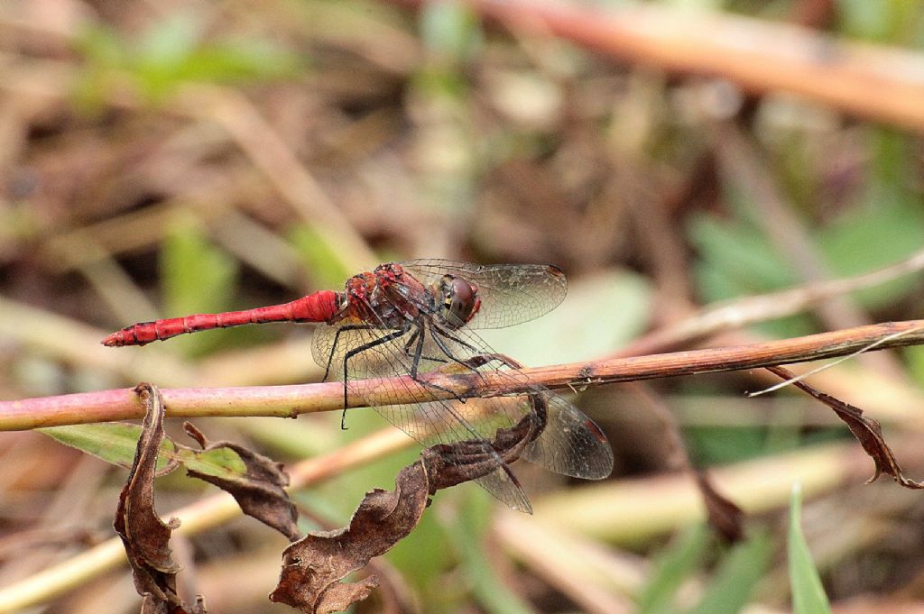 Sympetrum sanguineum?